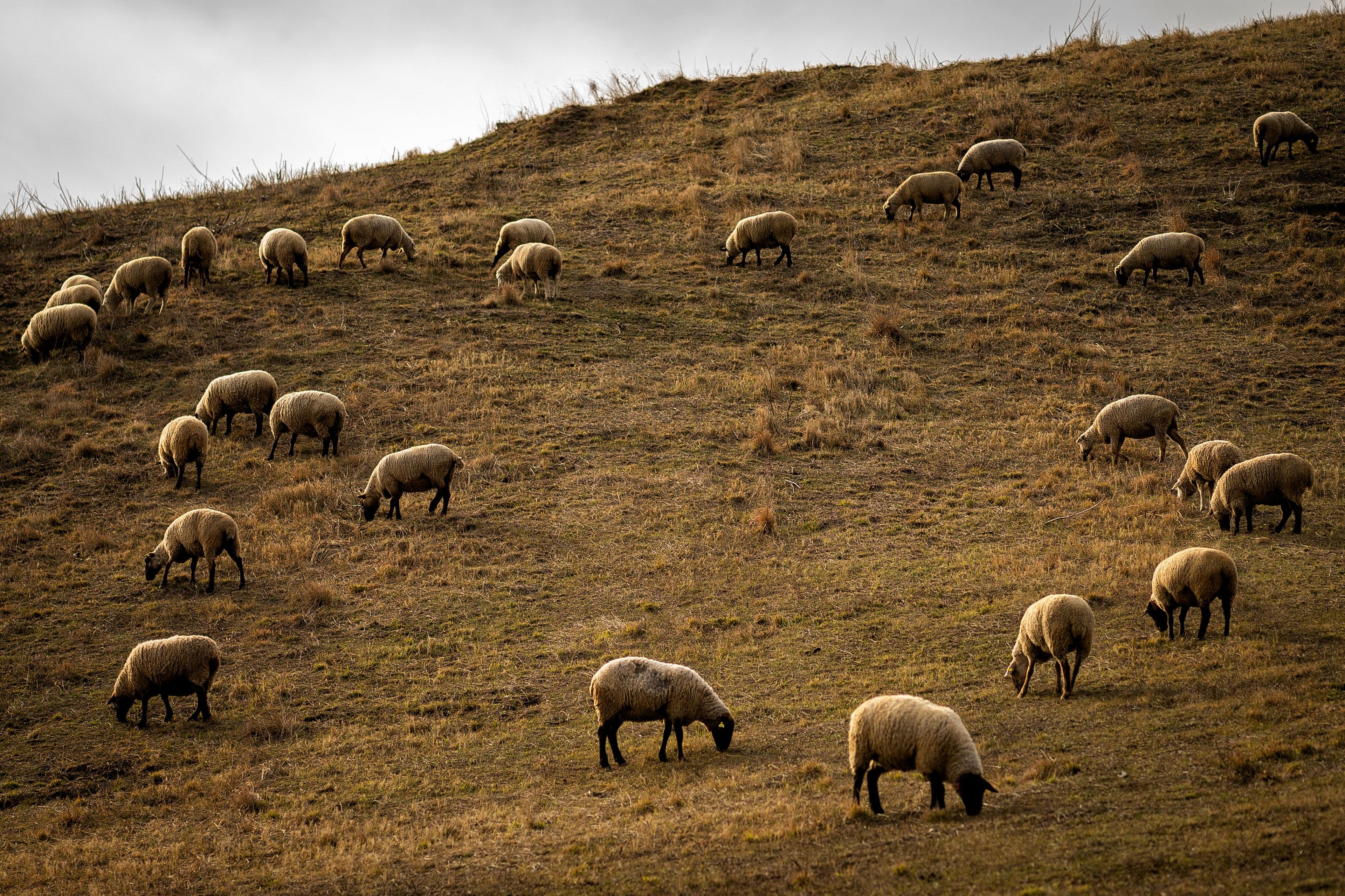 New report calls for redirection of livestock climate investment towards nature-based solutions