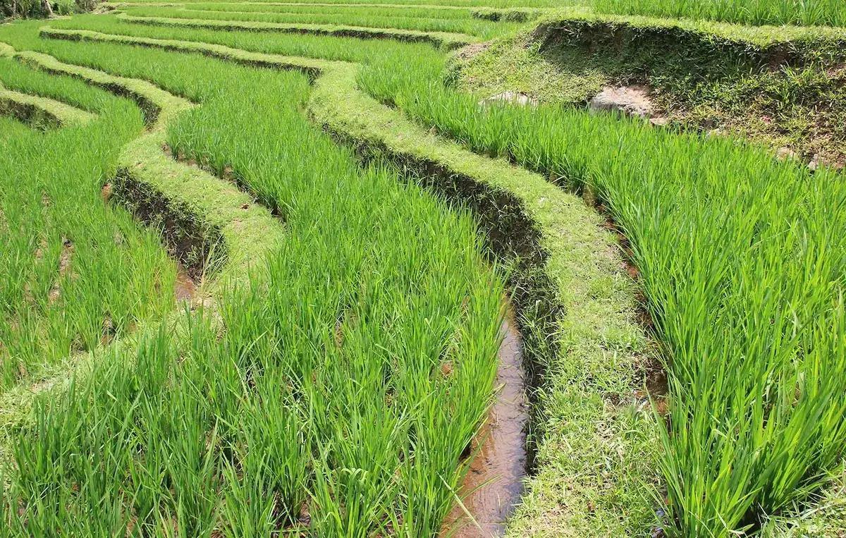 New study reveals vast and critical climate finance gap for global agrifood systems