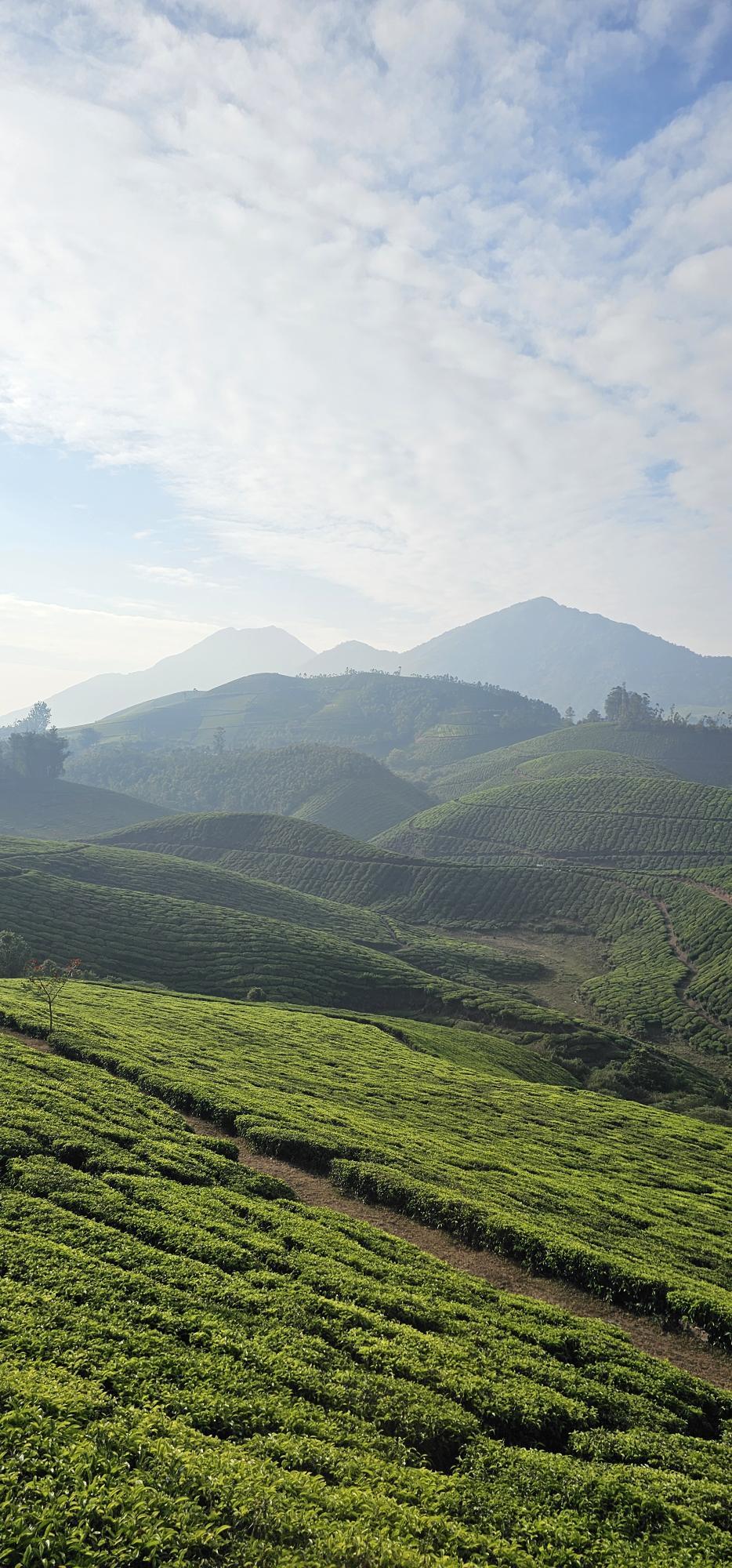 Consultant, Climate and Nature Impact Assessment