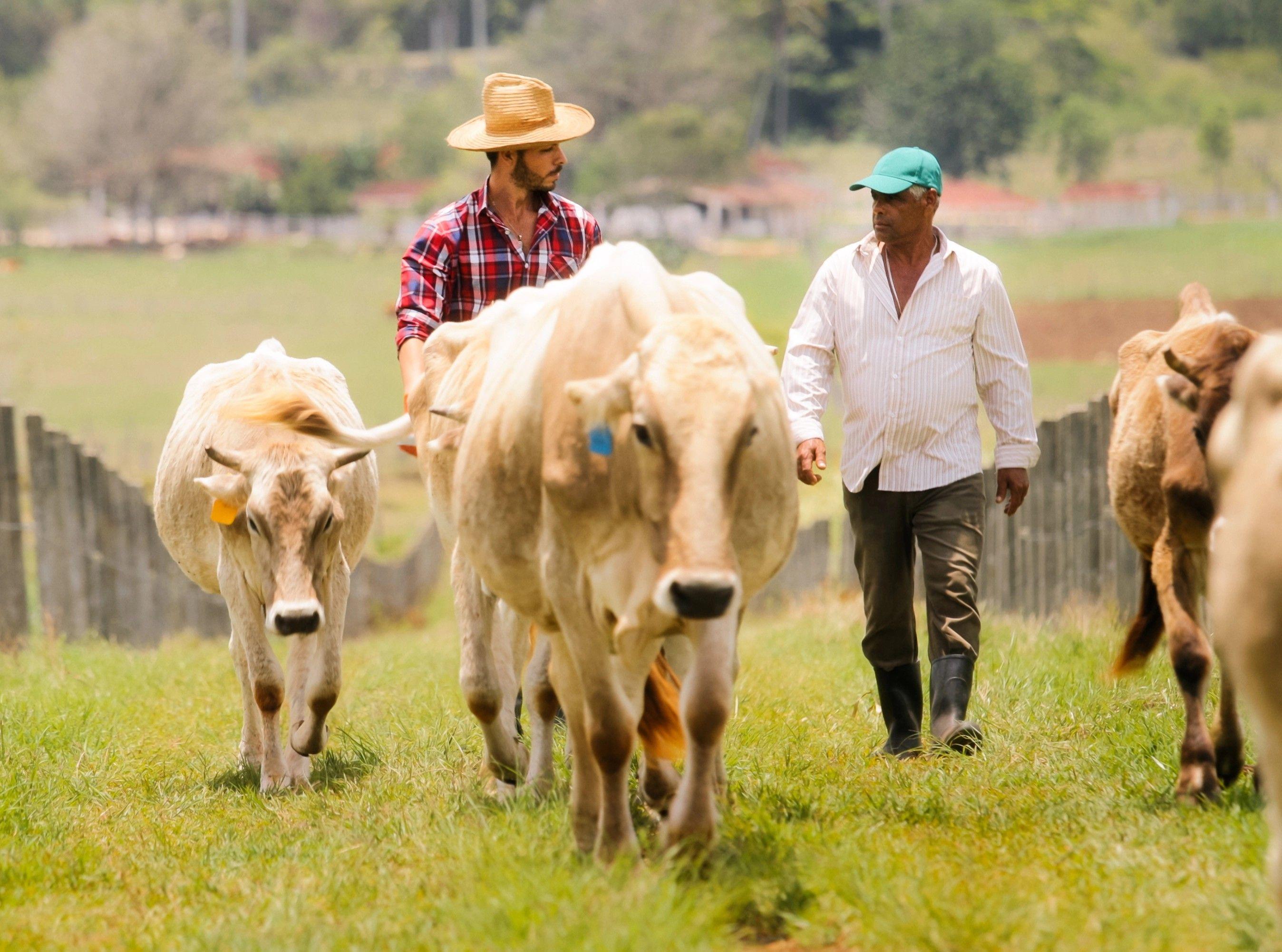 Financing the sustainable livestock transition in Latin America